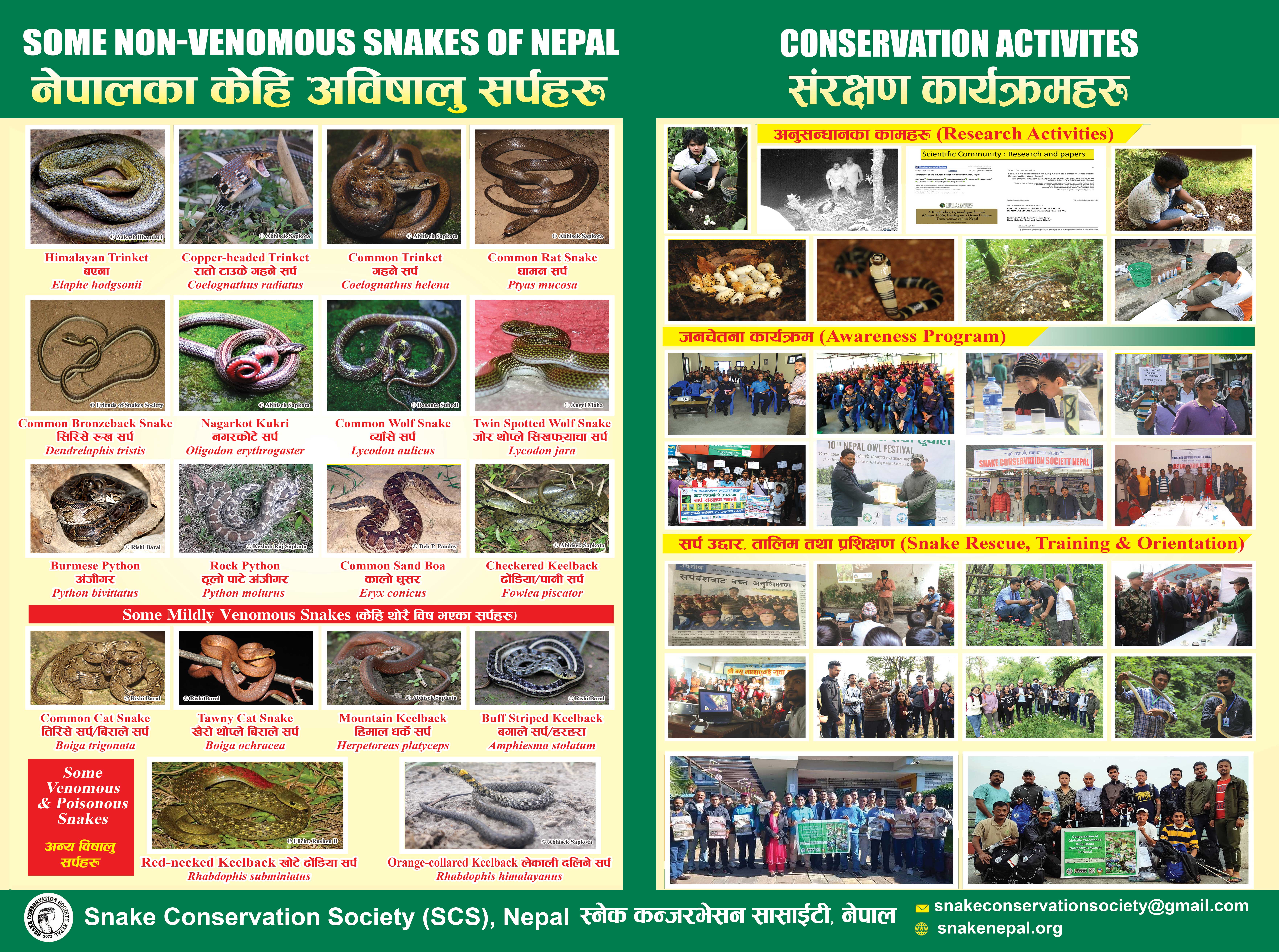 Non-venomous snakes and SCSN activities